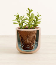 Load image into Gallery viewer, Glossy Pink stand:all