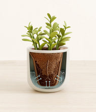 Load image into Gallery viewer, Cotton White stand:all