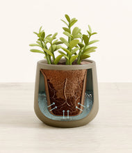 Load image into Gallery viewer, Olive stand:all