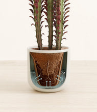 Lade das Bild in den Galerie-Viewer, Cotton White stand:all