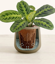 Lade das Bild in den Galerie-Viewer, Olive stand:all