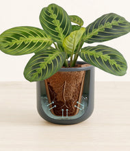 Lade das Bild in den Galerie-Viewer, Iron Gray stand:all