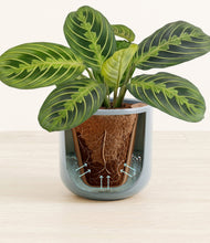 Lade das Bild in den Galerie-Viewer, Misty Blue stand:all