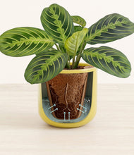 Lade das Bild in den Galerie-Viewer, Key Lime Yellow stand:all