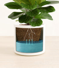 Load image into Gallery viewer, White