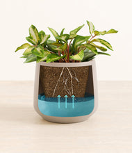 Load image into Gallery viewer, Eternal Gray