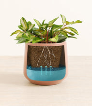 Load image into Gallery viewer, Calm Rose