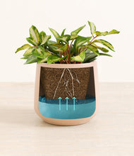 Load image into Gallery viewer, Gentle Pink