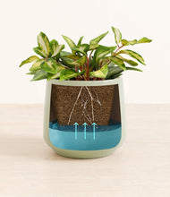 Load image into Gallery viewer, Turquoise