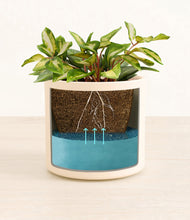 Load image into Gallery viewer, Cream