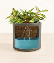 Load image into Gallery viewer, Dark Olive