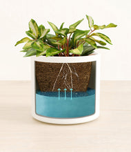 Load image into Gallery viewer, White