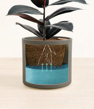 Load image into Gallery viewer, Dark Olive