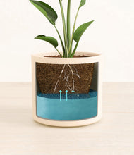 Load image into Gallery viewer, Cream