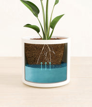 Load image into Gallery viewer, White