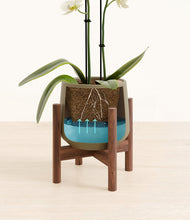 Load image into Gallery viewer, Olive stand:walnut