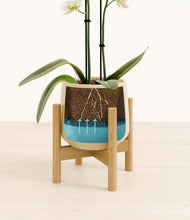 Load image into Gallery viewer, Almond Green stand:bamboo