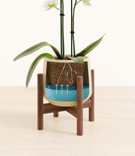 Load image into Gallery viewer, Almond Green stand:walnut