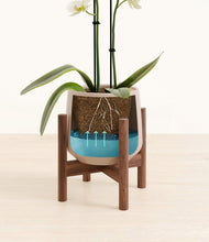 Load image into Gallery viewer, Eternal Gray stand:walnut