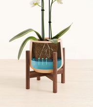 Load image into Gallery viewer, Gentle Pink stand:walnut