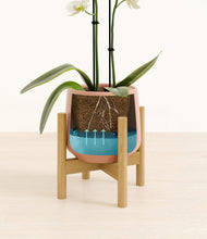 Load image into Gallery viewer, Calm Rose stand:bamboo