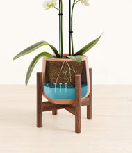 Load image into Gallery viewer, Calm Rose stand:walnut