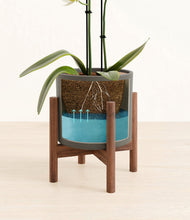 Load image into Gallery viewer, Dark Olive stand:walnut