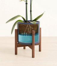 Load image into Gallery viewer, Deep Navy stand:walnut