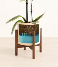 Load image into Gallery viewer, Cream stand:walnut