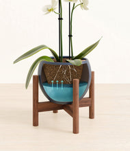 Load image into Gallery viewer, Deep Navy stand:walnut