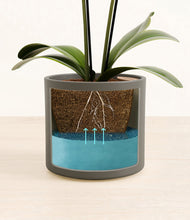 Load image into Gallery viewer, Dark Olive