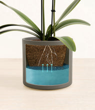 Load image into Gallery viewer, Dark Olive