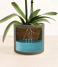 Load image into Gallery viewer, Dark Olive