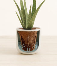 Load image into Gallery viewer, Cotton White stand:all