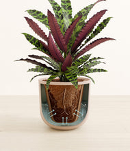 Load image into Gallery viewer, Sandy Pink stand:all
