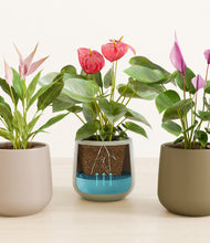 Load image into Gallery viewer, Earthy stand:all