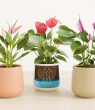 Load image into Gallery viewer, Sandy stand:all