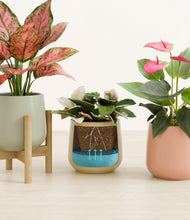 Load image into Gallery viewer, Lily Pad stand:one_stand
