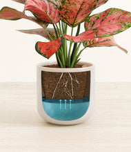 Load image into Gallery viewer, Snowdrift White