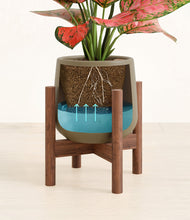 Load image into Gallery viewer, Olive stand:walnut