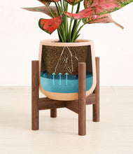 Load image into Gallery viewer, Gentle Pink stand:walnut