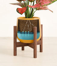 Load image into Gallery viewer, Mustard stand:walnut