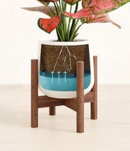 Load image into Gallery viewer, White stand:walnut