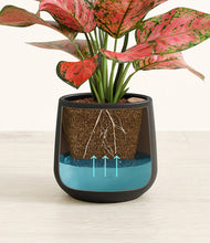 Load image into Gallery viewer, Black