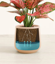 Load image into Gallery viewer, Gentle Pink