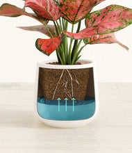 Load image into Gallery viewer, White