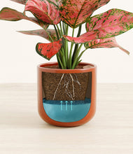 Load image into Gallery viewer, Glossy Red