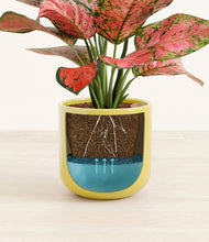 Load image into Gallery viewer, Key Lime Yellow