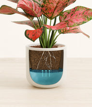 Load image into Gallery viewer, Cotton White