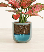 Load image into Gallery viewer, Reactive Aqua